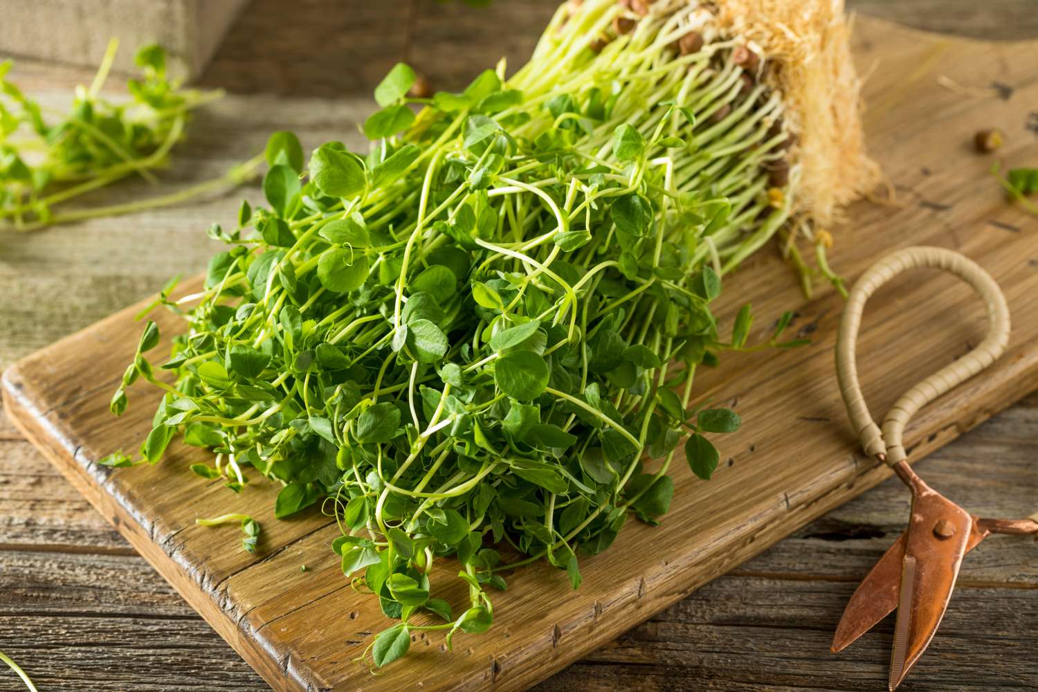 Pousses de pois (graines BIO)